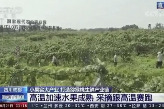 央视新闻中的天然芸苔素、生物农药助力绿色农业、品牌农产品更有价值