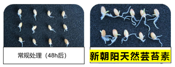小麦拌种选3003新葡的京集团天然芸苔素，让小麦高产赢在起跑线上！（小麦在什么时候用芸苔素效果最佳）